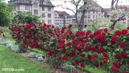 Row Of Red Roses GIF