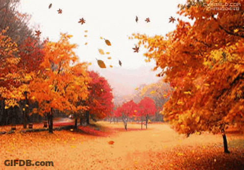 Row Of Trees With Yellow And Orange Leaves GIF