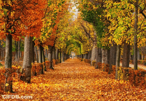 Row Of Trees With Yellow And Orange Leaves GIF