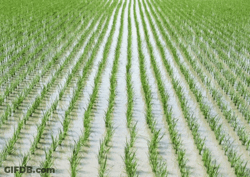 Rows Of Green Plants GIF