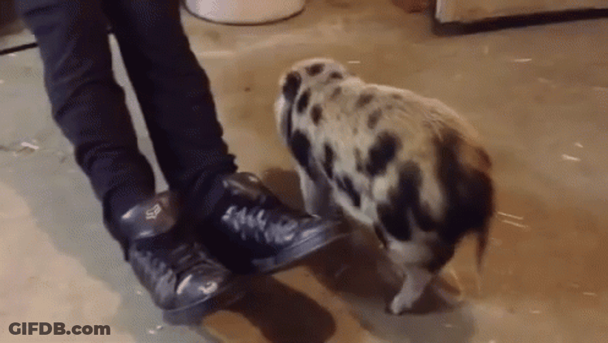Rub Billy Thatll Do Pig GIF