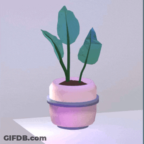 Rubber Plant Spinning Slowly GIF