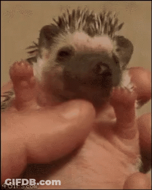 Rubbing Baby Hedgehog GIF
