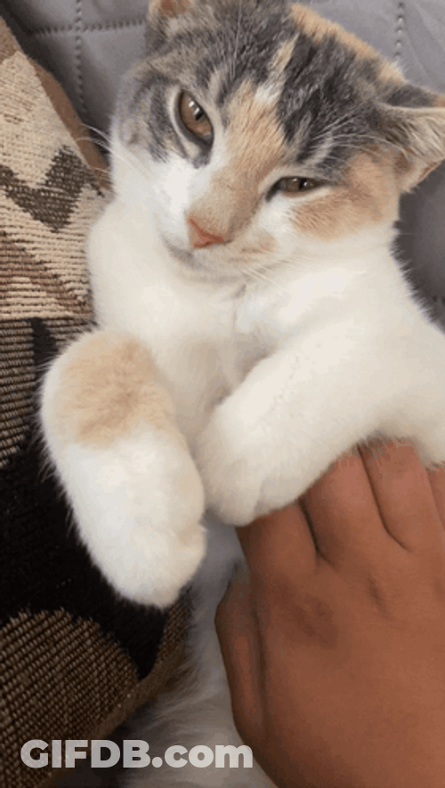 Rubbing El Gato Meme GIF