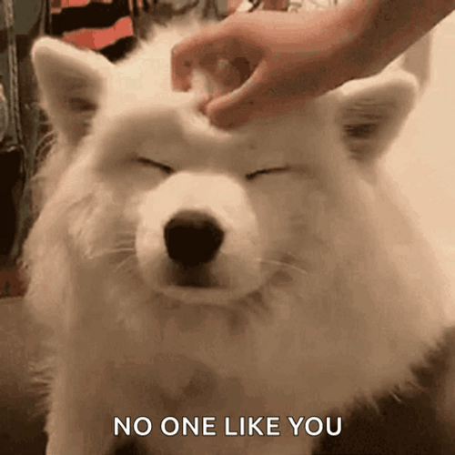 Rubbing Head Of A Cute Dogs GIF