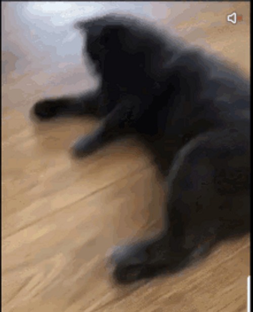 Rude Cat Kicks Duckling GIF