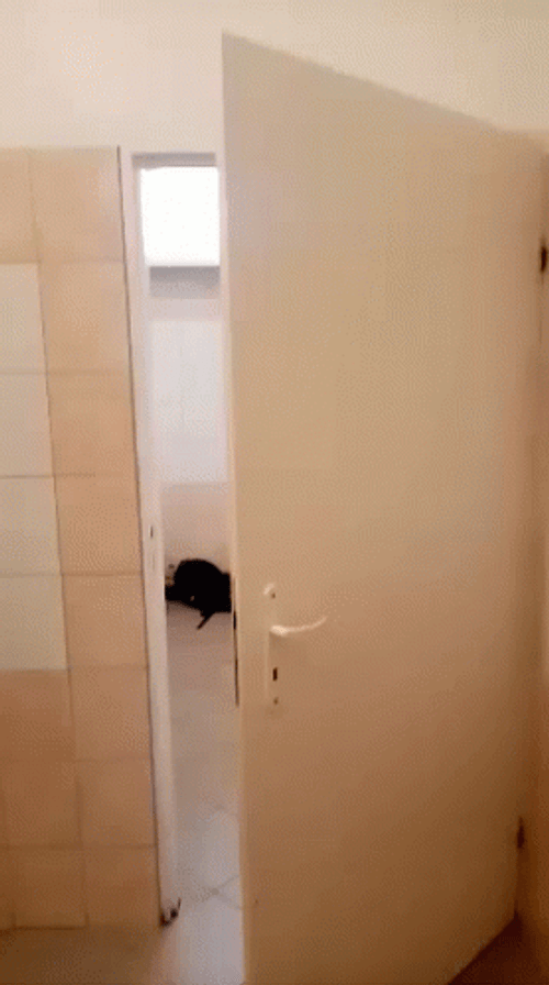 Rudy Eating In The Toilet GIF