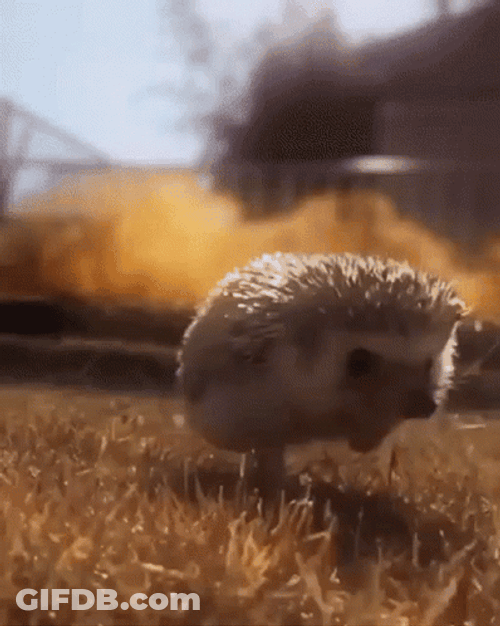 Run Action Star Hedgehog GIF