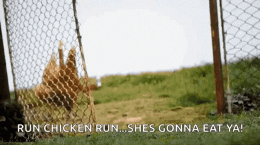 Run Chicken Run She's Gonna Eat Ya GIF