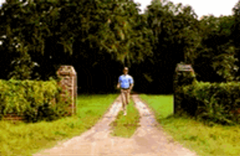 Run Forest Run GIF