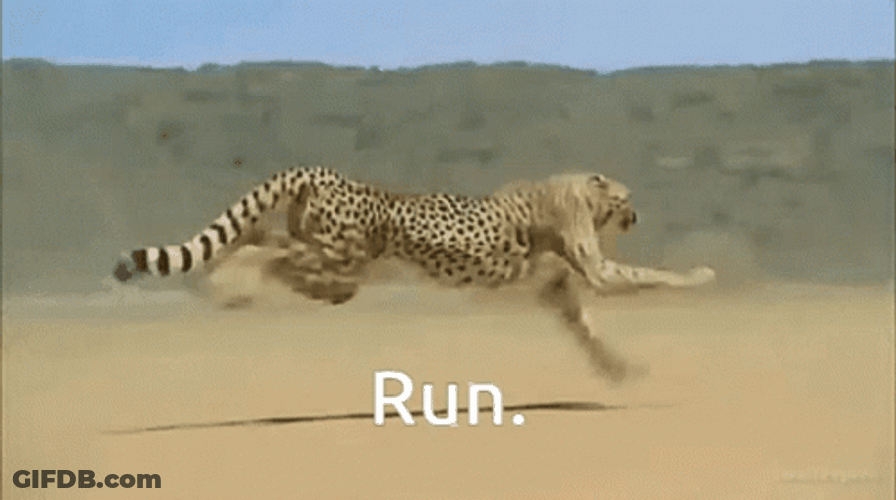 Run Giant Cheetah Running GIF