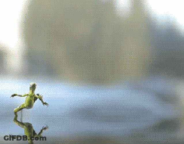 Run Lizard Water GIF