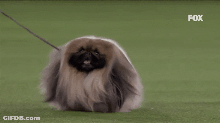 Run Pekingese Wasabi Westminster Dog Show GIF