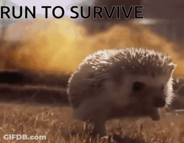 Run To Survive Hedgehog Running From Flames GIF