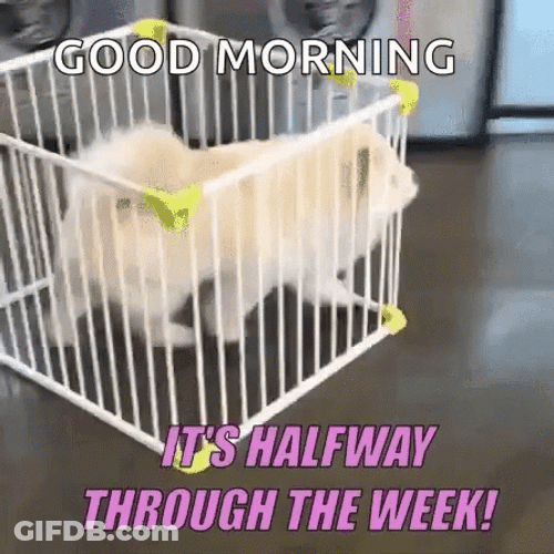 Running Away Dog Half Way There GIF