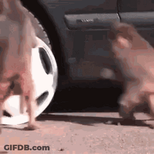 Running Away Monkey GIF