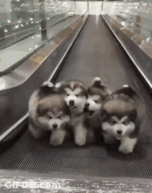 Running Baby Siberian Husky GIF