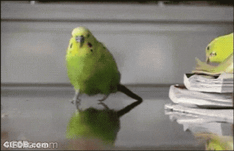 Running Bird GIF