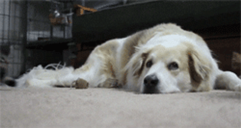 Running Cat Over Dog GIF