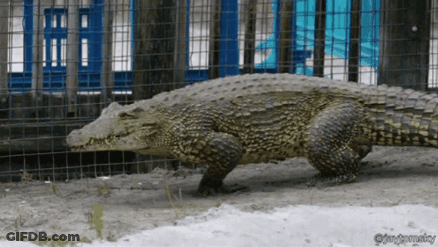 Running Crocodile GIF