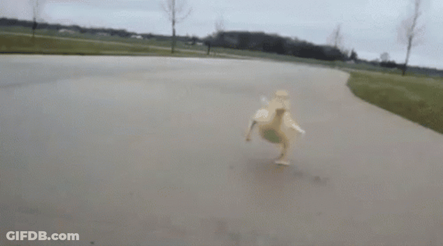 Running Cute Duck GIF