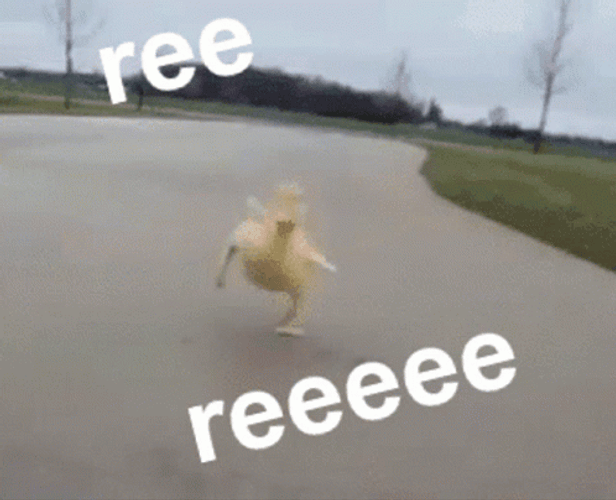 Running Duck On The Road Reeee GIF