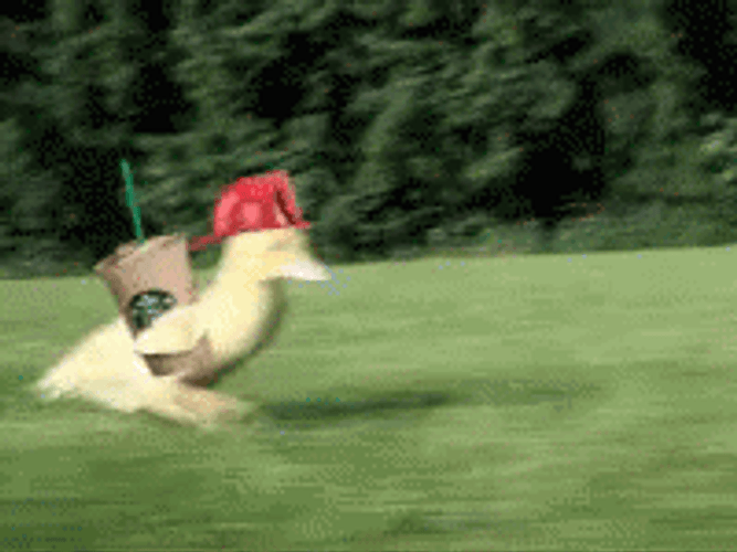 Running Duck With Starbucks GIF