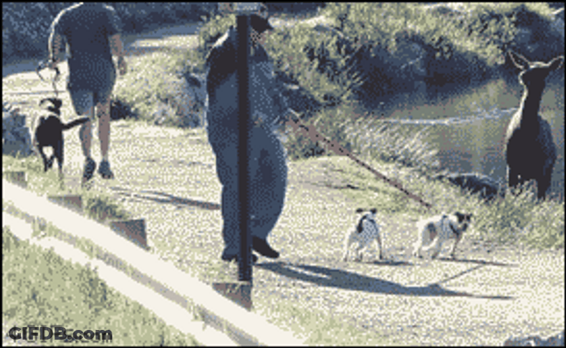 Running Fast Escape A Deer GIF