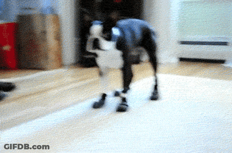 Running For Treat Dog GIF