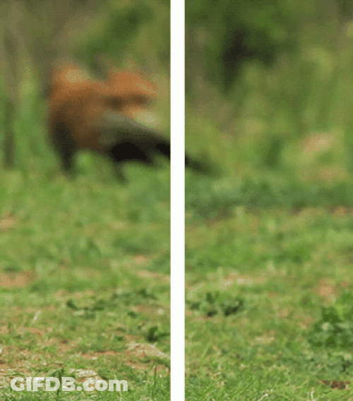 Running Fox Optical Illusion GIF