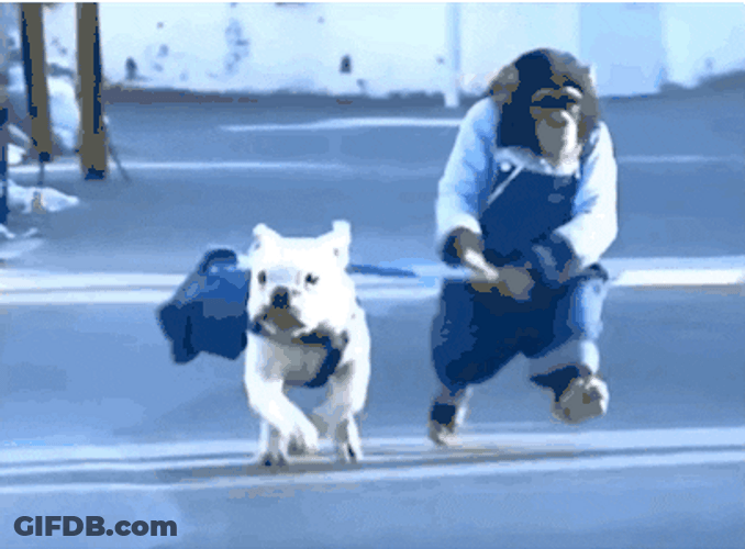 Running French Bulldog With Monkey GIF
