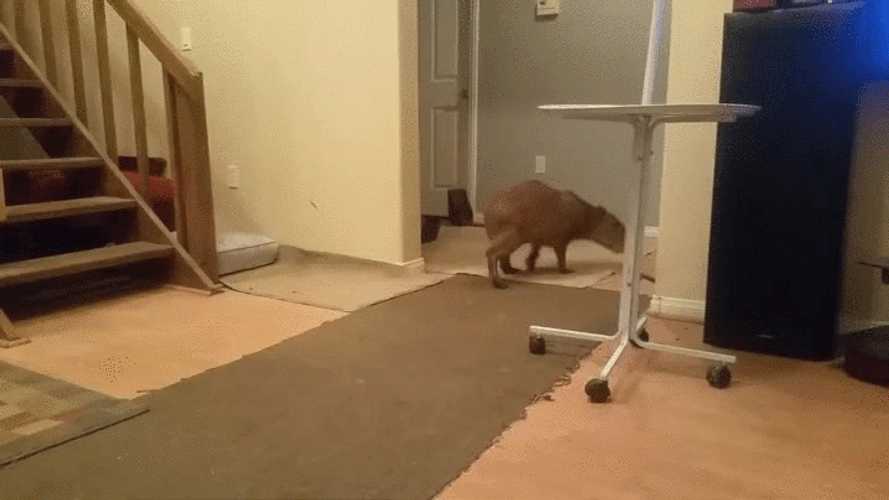 Running Happy Capybara GIF