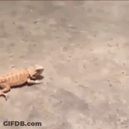 Running Iguana From Snake GIF