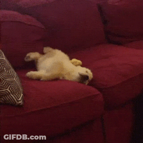 Running In Dreams Dog GIF