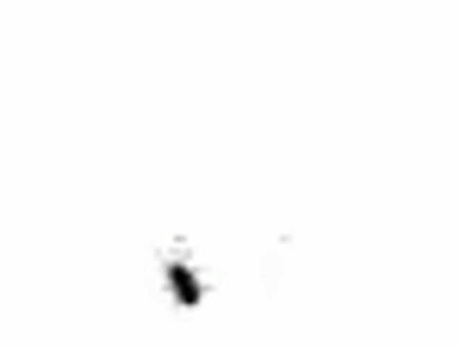 Running Insect Bug GIF