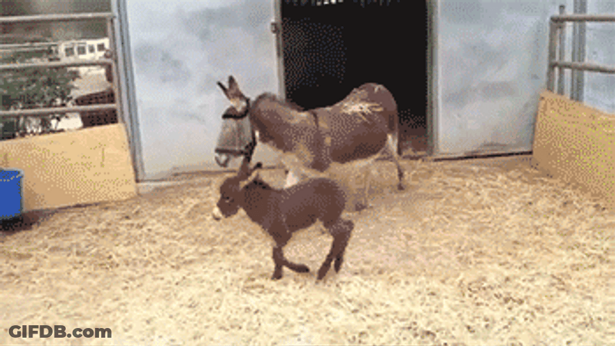 Running Little Donkey GIF