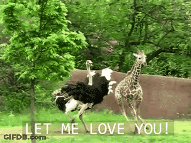 Running Ostrich Giraffe Chase GIF