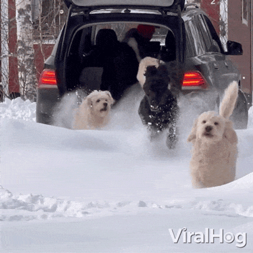 Running Puppies GIF