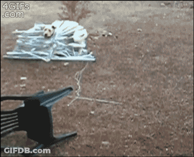 Running Trapped Dog GIF