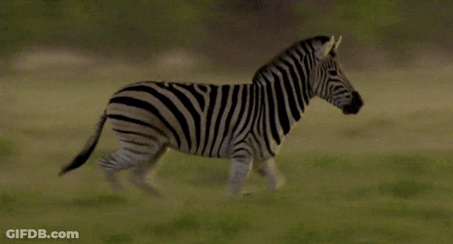 Running Zebra On The Grass GIF