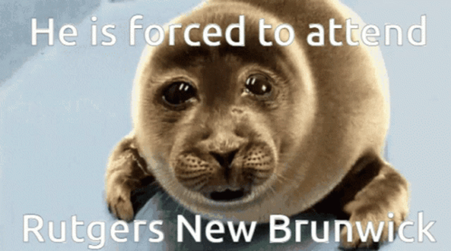 Rutgers New Brunswick Sea Lion GIF