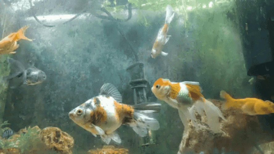 Ryukin Goldfish Fish Swimming GIF