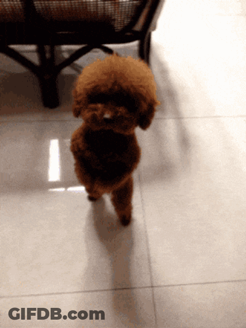 S GIF