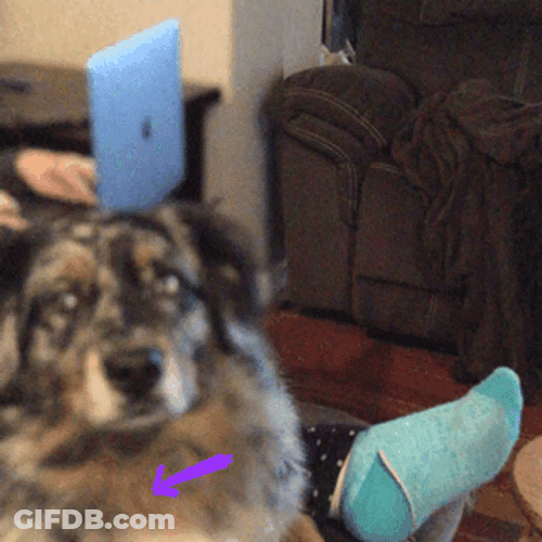 Sad Australian Shepherd Dog GIF