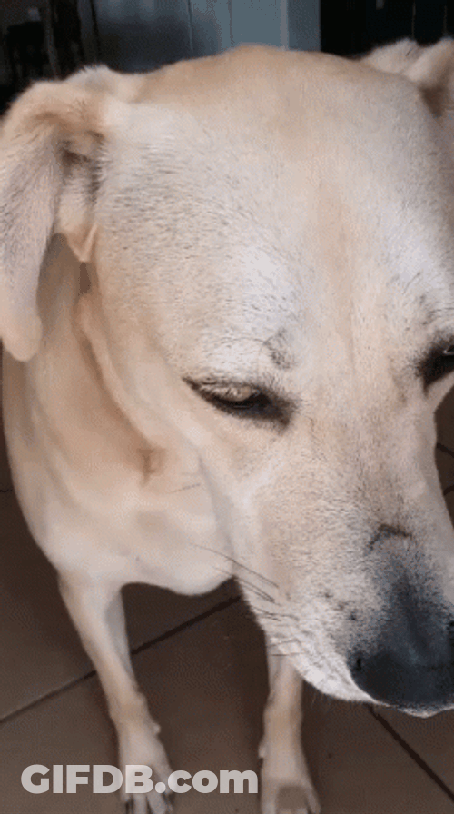 Sad Beige Dog GIF