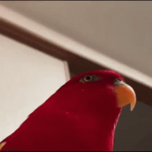 Sad Bird Zoom In GIF