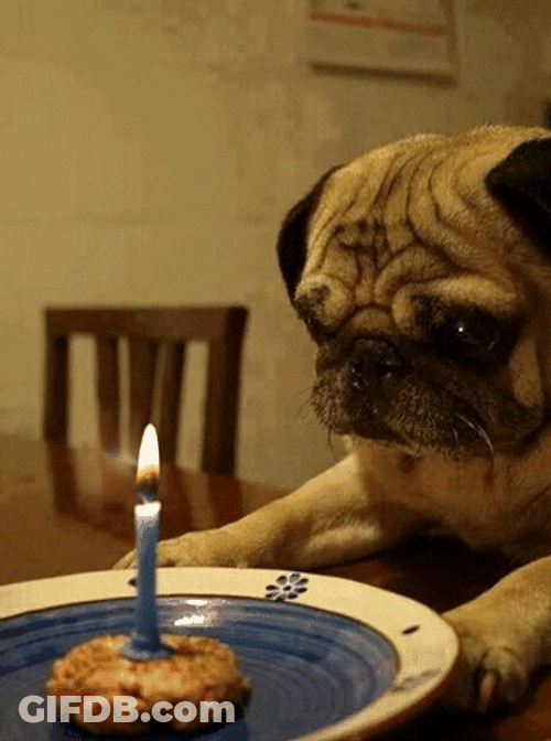 Sad Birthday Pug Dog GIF
