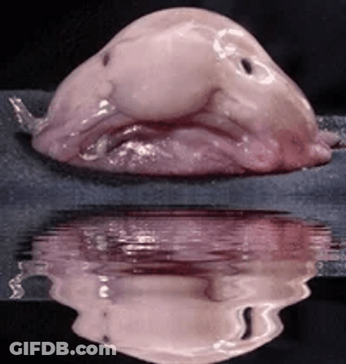Sad Blobfish Water Reflection GIF