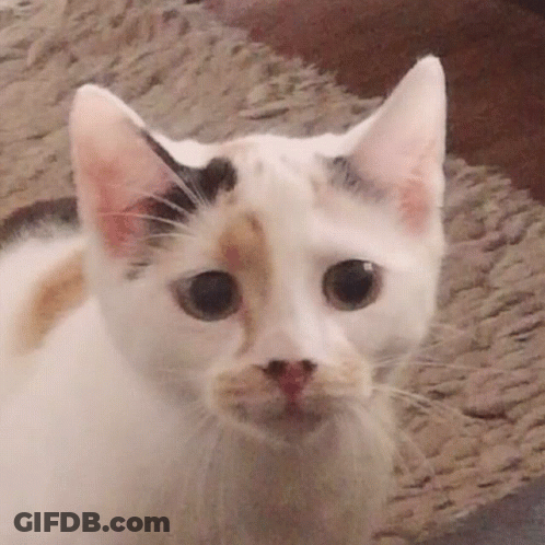 Sad Calico Cat GIF