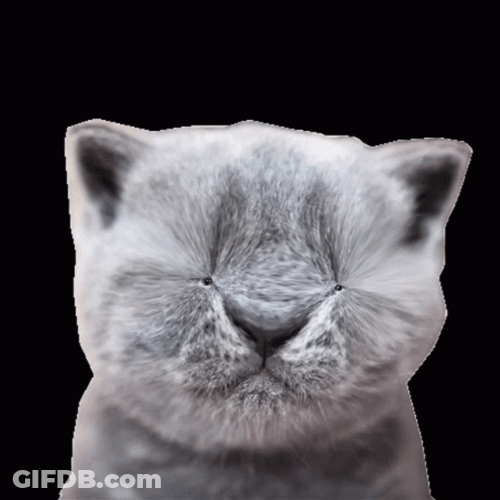 Sad Cat Big Eyes Popping GIF